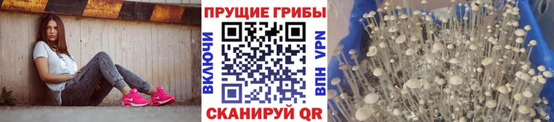 Галлюциногенные грибы Psilocybe  Уварово 